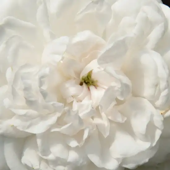 Comanda trandafiri online - Alb - trandafir noisette - trandafir cu parfum intens - Rosa Boule de Neige - François Lacharme - ,-